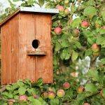 Birdhouse Cottage Apple Tree Jack  - klimkin / Pixabay