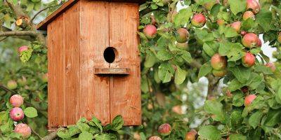 Birdhouse Cottage Apple Tree Jack  - klimkin / Pixabay