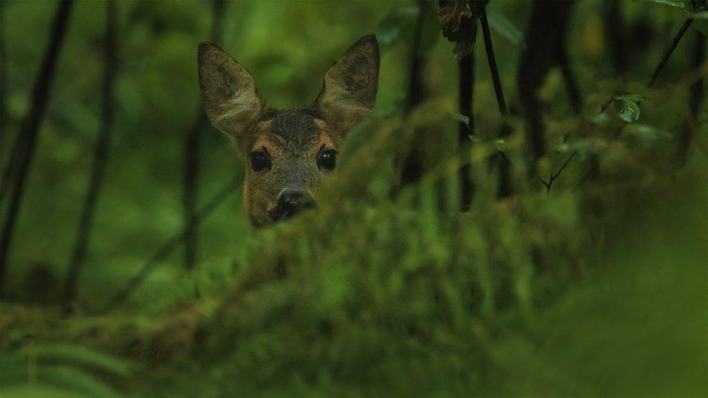 Roe Deer Hidden Forest Buck Deer  - Rethinktwice / Pixabay