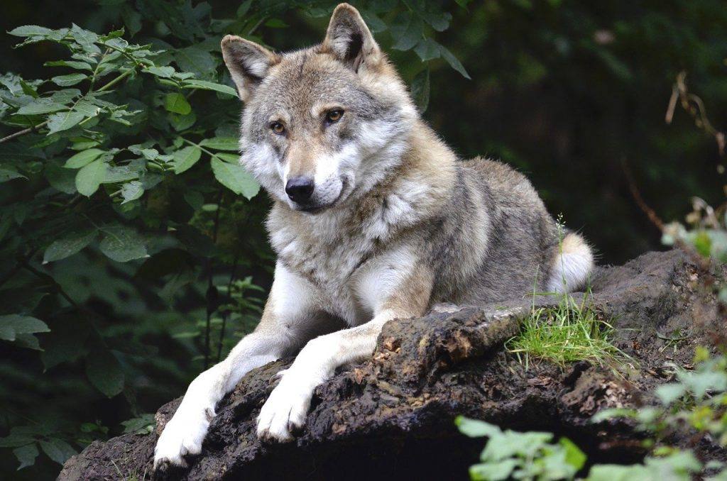 Wolf Canine Forest Predator Wild  - Wildfaces / Pixabay