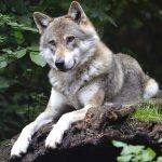 Wolf Canine Forest Predator Wild  - Wildfaces / Pixabay