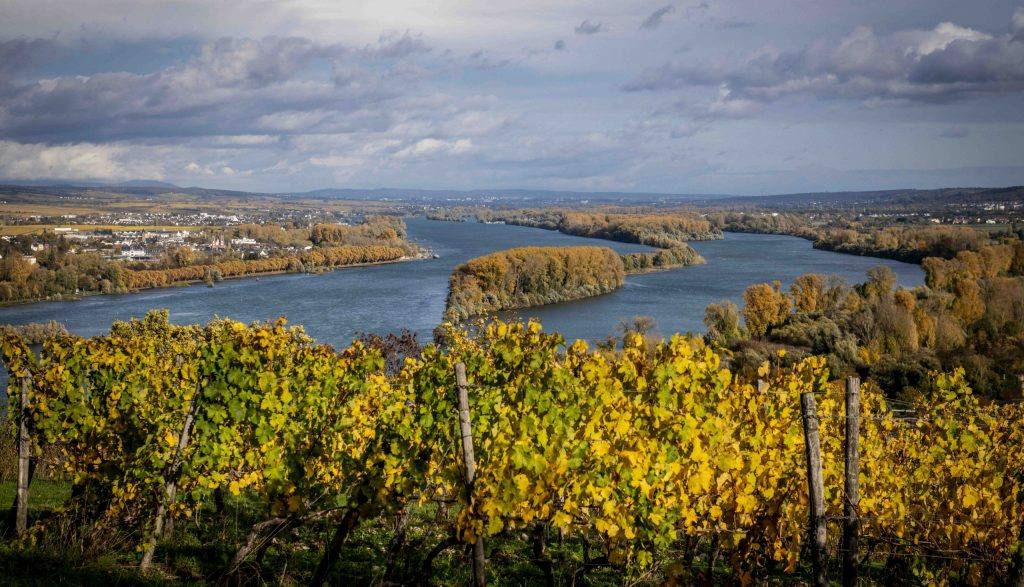 Weinreben bei Bingen