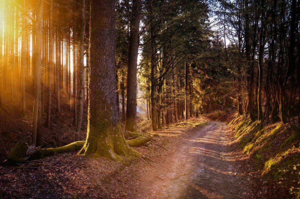 Forest Sun Warm Nature Light  - Tama66 / Pixabay