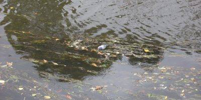 Bad Kreuznach: Taube aus Mühlenteich gerettet