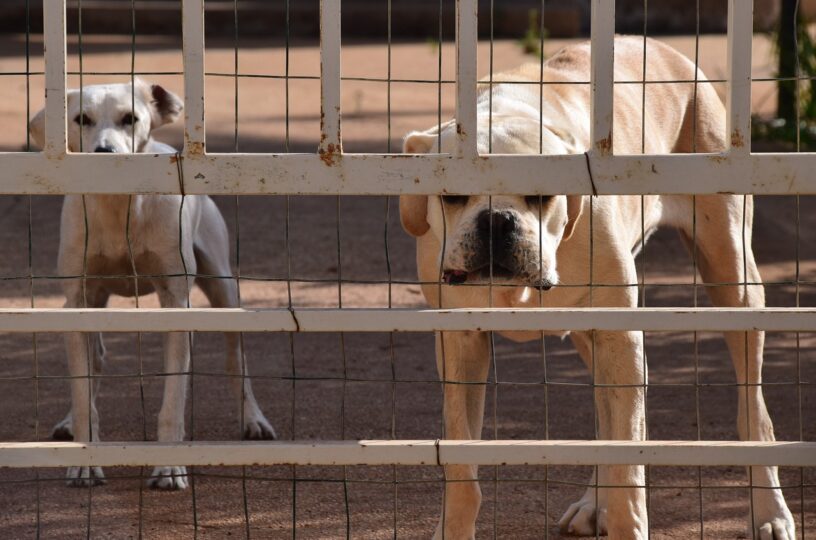 34 Hunde aus Einfamilienhaus gerettet