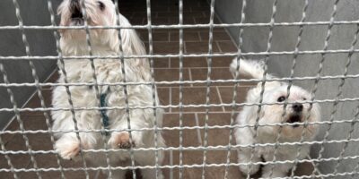 Körbchen gesucht: Hunde (Malteser) Alessio und Felicia
