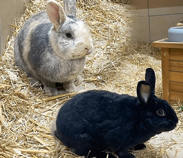 Kaninchen Toffee und Henry