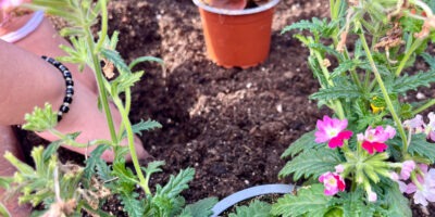 Regional: Schulen pflanzen Blumen