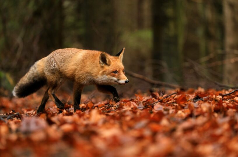 Wieder ein Fuchs vergiftet