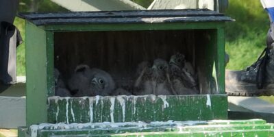 Bad Kreuznach: Turmfalken kommen auf Gittermast zur Welt