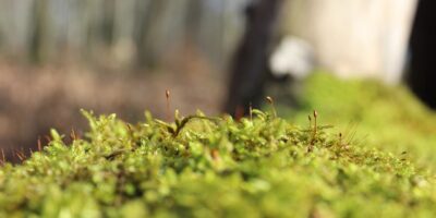 Mainz-Bingen: Waldjugendspiele im Binger Wald