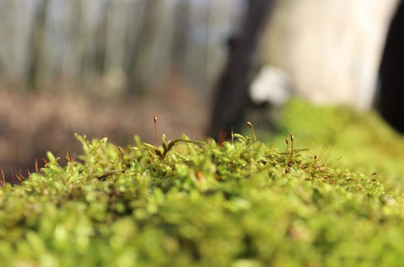 Waldjugendspiele im Binger Wald