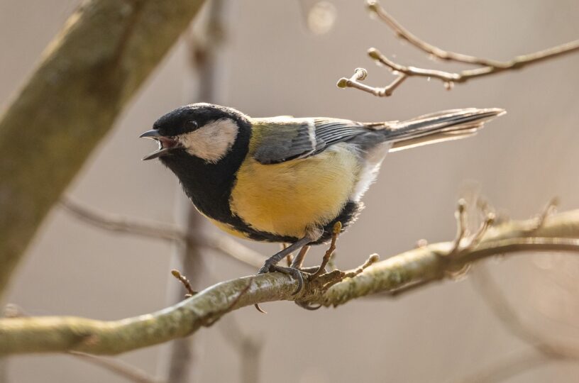 Vogel-Projekt in Meisenheim