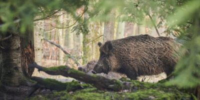Mainz-Bingen: Schweinepest bekämpfen in Mainz-Bingen