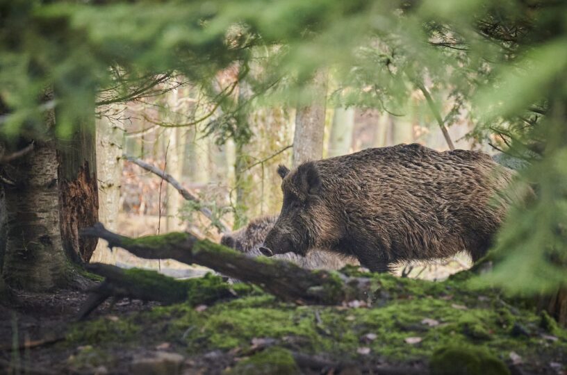 Schweinepest bekämpfen in Mainz-Bingen