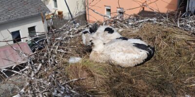 Birkenfeld: Ringe für Storchenküken