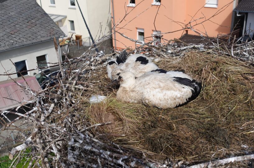 Ringe für Storchenküken