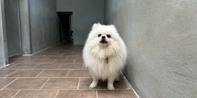 Körbchen gesucht: Hund Fluffy