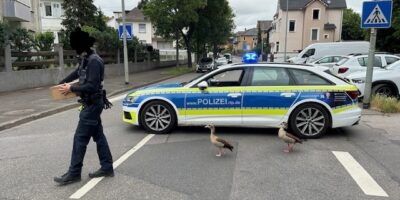 Bad Kreuznach: Gänsefamilie auf der Ochsenbrücke