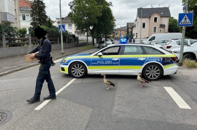 Gänsefamilie auf der Ochsenbrücke