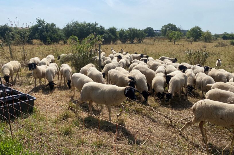 Vierbeinige „Rasenmäher“ im Gewerbepark