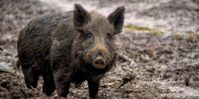 Regional: Schweinepest-Fall bestätigt