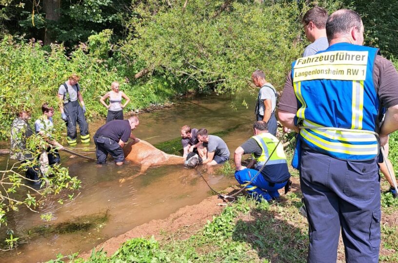 Pferd aus Guldenbach gerettet