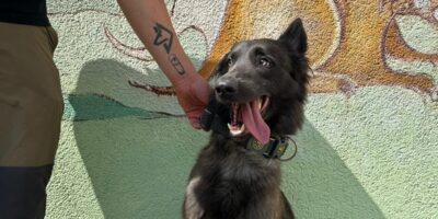 Körbchen gesucht: Hund Joker