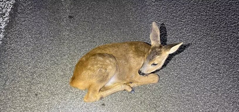 Schlafendes Rehkitz von A61 gerettet