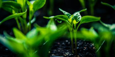 green plant in tilt shift lens