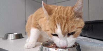 Antenne Körbchen gesucht - Kater Michel