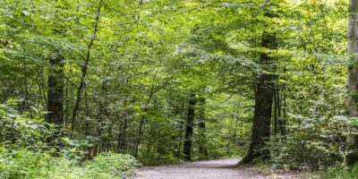 forest path, green, spring