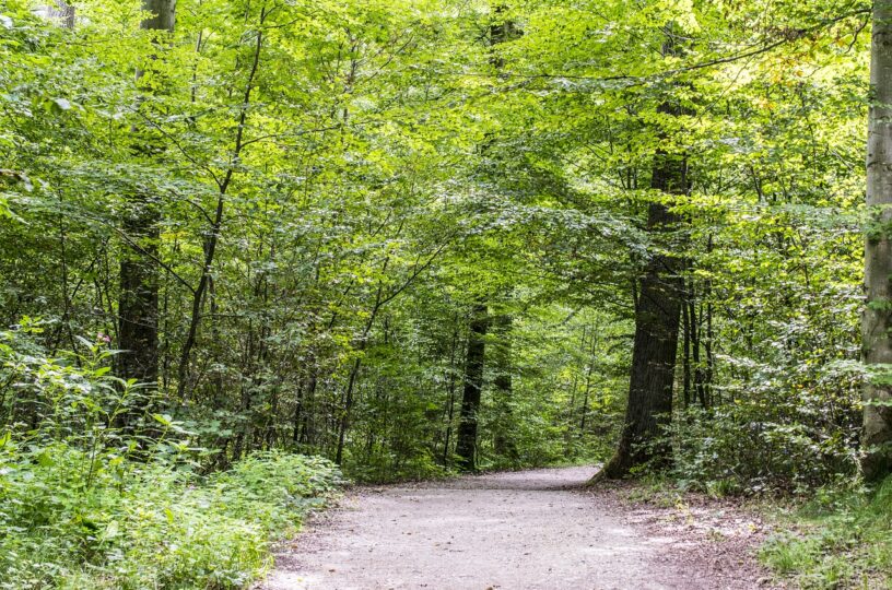 Helfer für Baumpflanzaktion gesucht