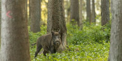 boar, animal, forest