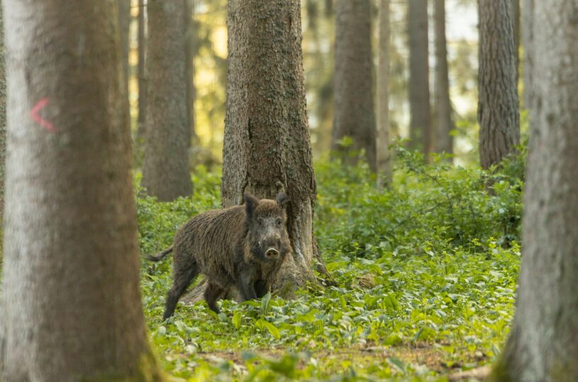 Zwischenbilanz der Afrikanischen Schweinepest