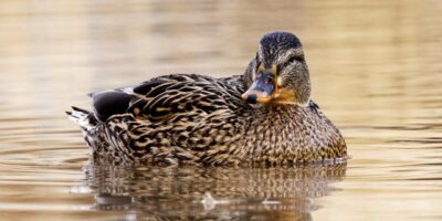 duck, pond, lake