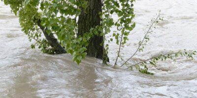 flood, flooding, tree