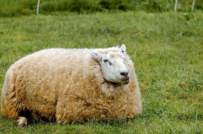 Schaf in Hoppstädten-Weiersbach geklaut