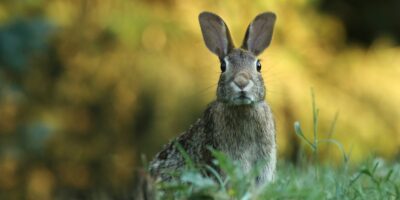 Birkenfeld: Hasenpest im Landkreis Birkenfeld ausgebrochen