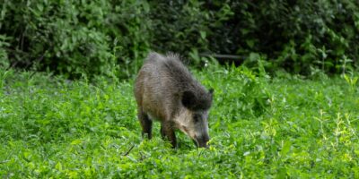 Mainz-Bingen: Neue ASP-Sperrzone in Mainz-Bingen