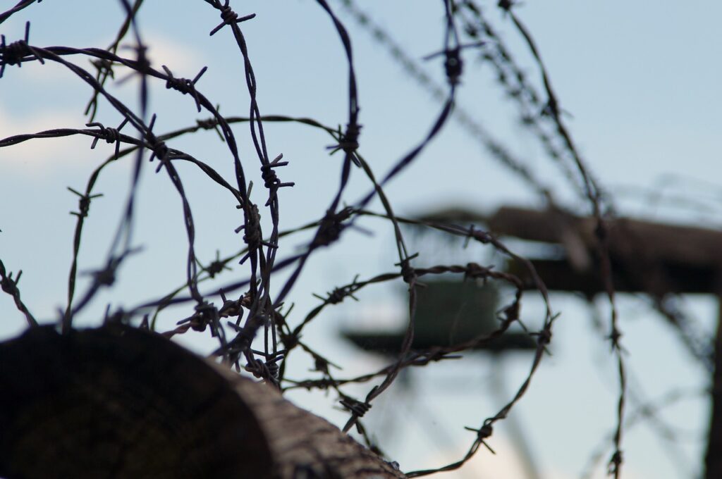 nature, tree, barbed wire