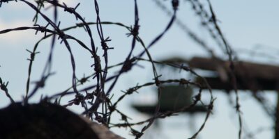 nature, tree, barbed wire