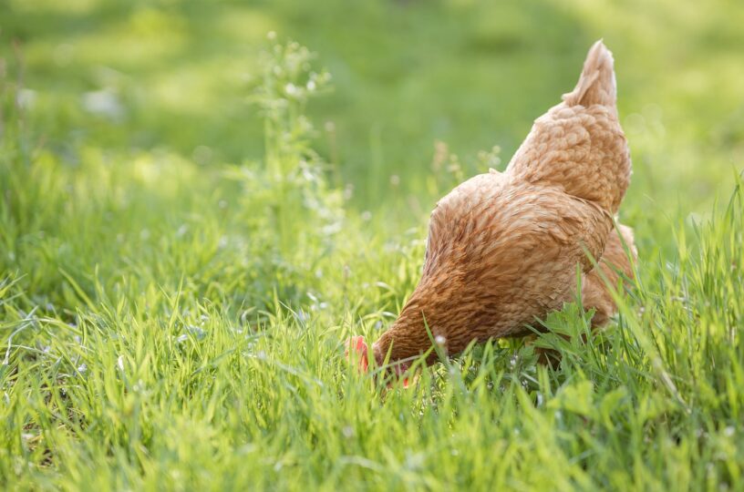 Ab 2025 auch Geflügel meldepflichtig