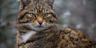 Birkenfeld: Wildkatzengehege eingeweiht