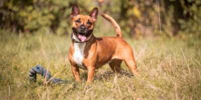 Antenne Körbchen gesucht - Hund Joy