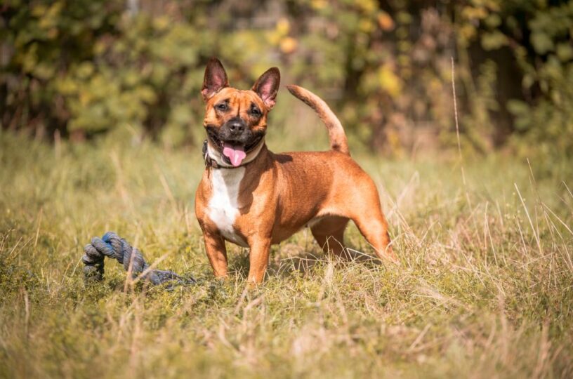 Hund Joy