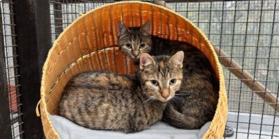 Antenne Körbchen gesucht - Katzen Texas, Ohio und Orlando