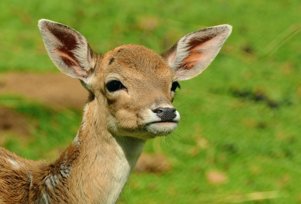 deer, fawn, young deer, wild, bambi, fallow deer, cub, forest animal, roe deer, deer, deer, deer, deer, deer