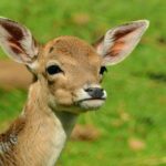 deer, fawn, young deer, wild, bambi, fallow deer, cub, forest animal, roe deer, deer, deer, deer, deer, deer