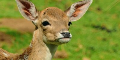 deer, fawn, young deer, wild, bambi, fallow deer, cub, forest animal, roe deer, deer, deer, deer, deer, deer